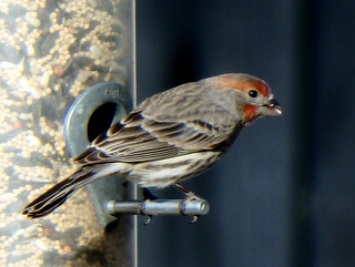 Common house finch